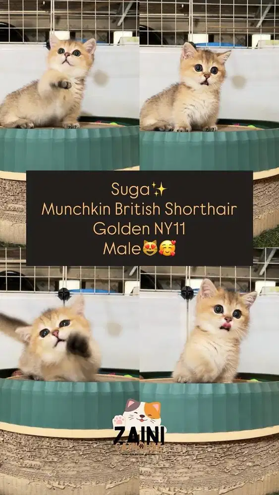 Kucing kitten munchkin british shorthair gaelic scottish fold BSH