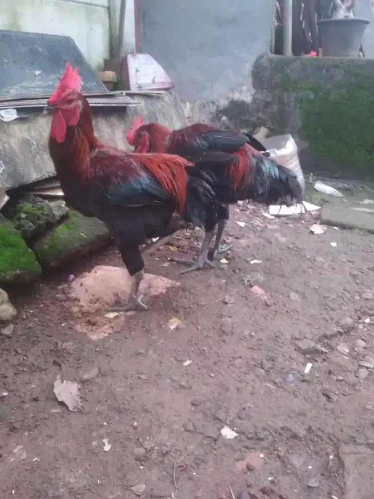Ayam pelung jago