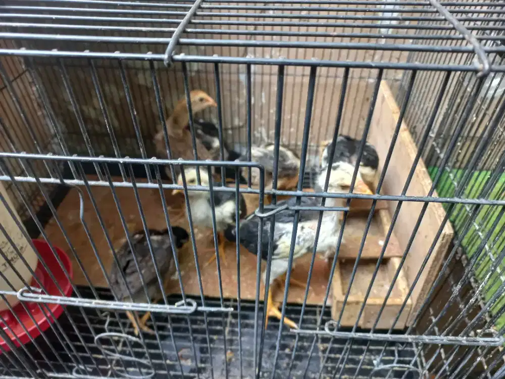 Ayam Bangkok anakan kwalitas trah bagus