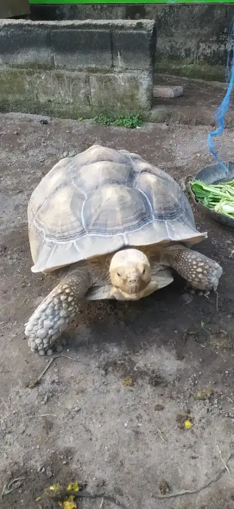 Sulcata jantan big jumbo