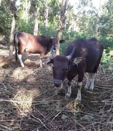 sapi potong kupangan 250kilo siap hajatan sedekah nazar timbang hidup