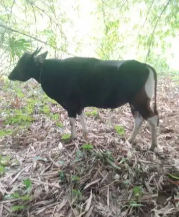 sapi potong kupangan 250kilo siap hajatan sedekah nazar timbang hidup