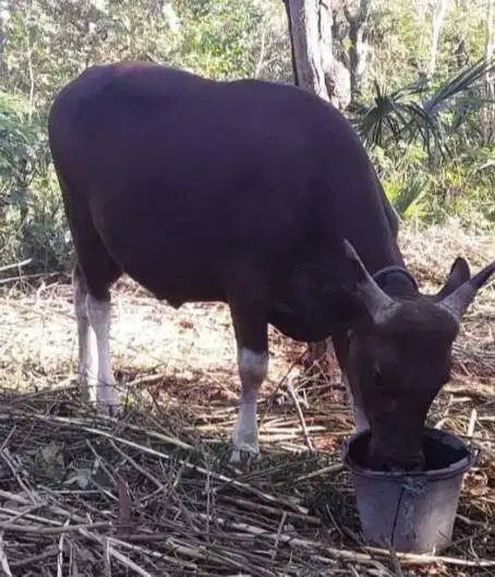 sapi potong kupangan 250kilo siap hajatan sedekah nazar timbang hidup