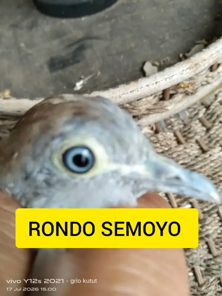 perkutut lokal alam katuranggan Rondo semoyo.