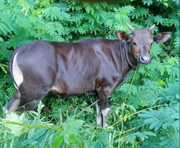 sapi potong kupang jantan 250klo timbang hidup siap nazar hajatan puas