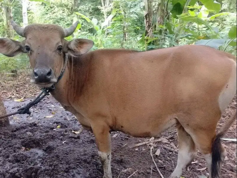 sapi potong kupang jantan 250klo timbang hidup siap nazar hajatan puas