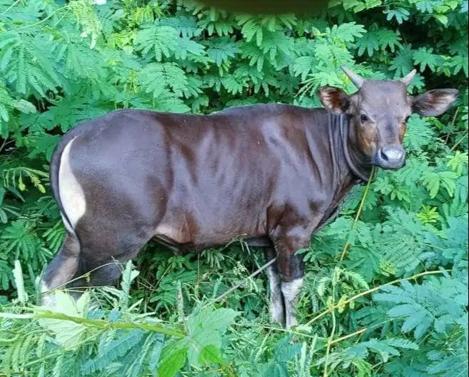 sapi potong jantan 250kilo ras kupang siap hajatan nazar sedekahan top