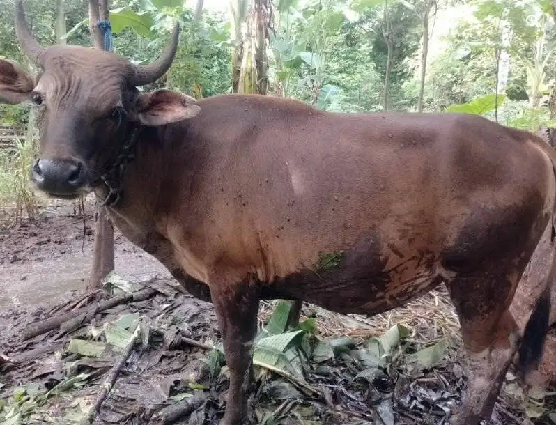 sapi potong jantan 250kilo ras kupang siap hajatan nazar sedekahan top