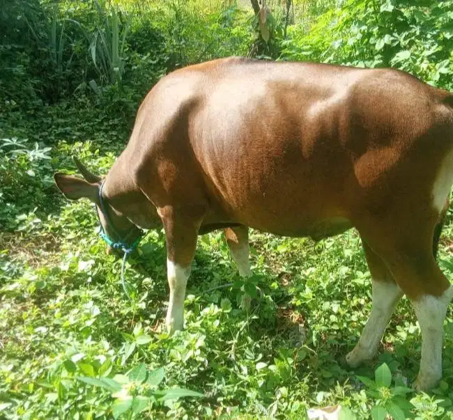 sapi potong jantan 250kilo ras kupang siap hajatan nazar sedekahan top