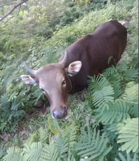 sapi kupang 250kiloan jantan siap potong nazar sedekahan hajat sukuran
