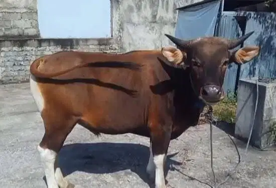 sapi kupang 250kiloan jantan siap potong nazar sedekahan hajat sukuran