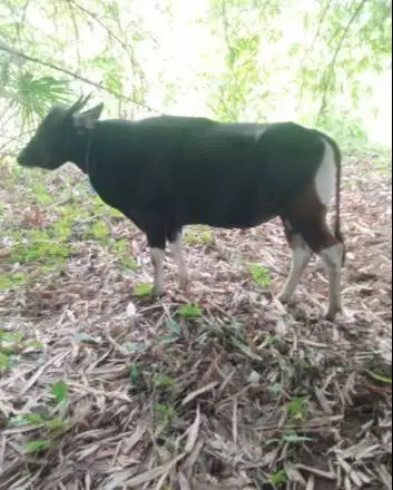 sapi kupang 250kiloan siap potong nazar hajatan sedekahan syukuran top