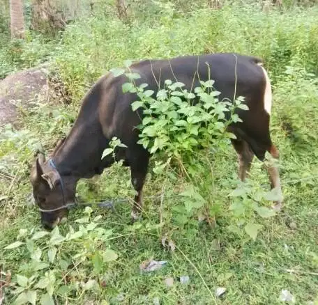 sapi kupang 250kiloan siap potong nazar hajatan sedekahan syukuran top
