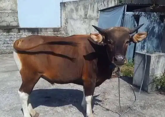 sapi kupang 250kiloan siap potong nazar hajatan sedekahan syukuran top