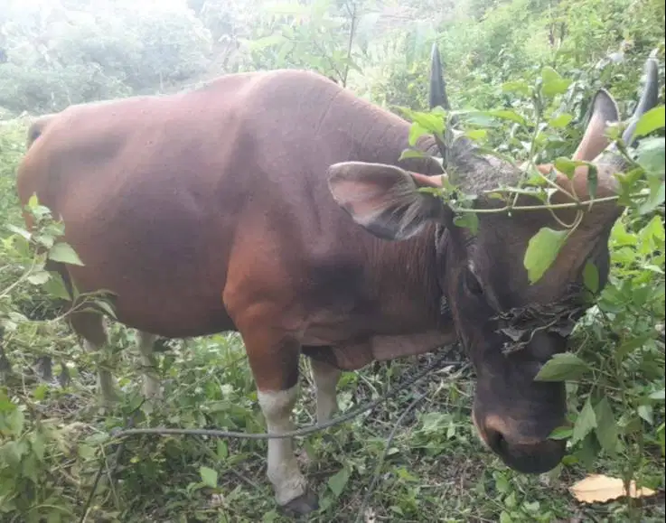 sapi kupang 250kiloan jantan siap potong nazar sedekahan syukuran puas
