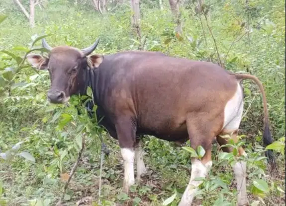 sapi kupang 250kiloan jantan siap potong nazar sedekahan syukuran puas