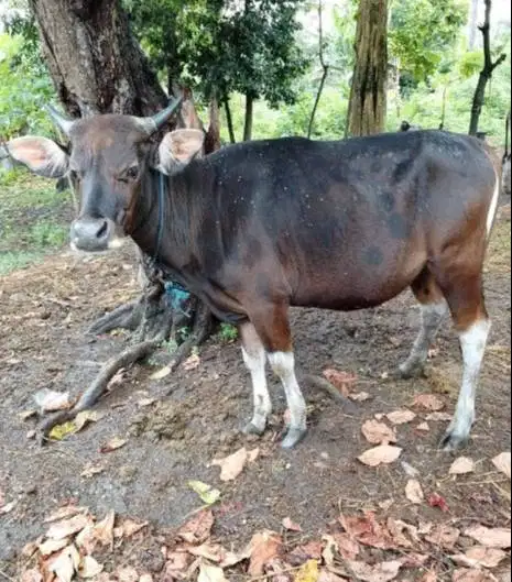 sapi kupang 250kiloan siap potongan hajatan nazar sedekahan jamin puas