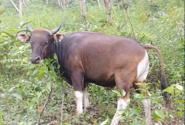 sapi kupang 250kiloan siap potongan hajatan nazar sedekahan jamin puas