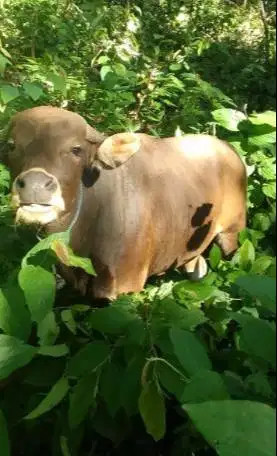sapi kupang 250kiloan siap potong sedekahan nazar hajatan jamin manteb