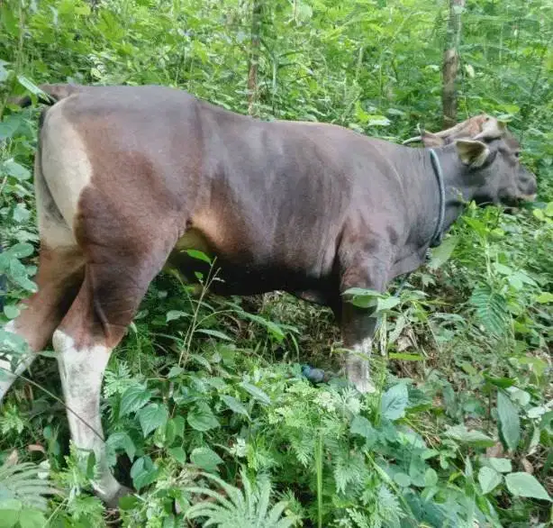 sapi kupang 250kiloan siap potong sedekahan nazar hajatan jamin manteb