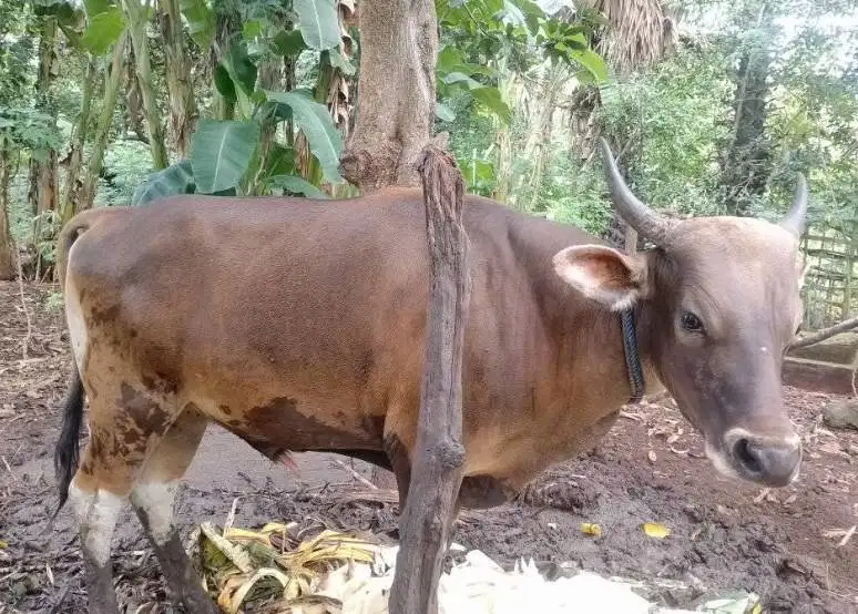 sapi kupang 250kiloan siap potong sedekahan nazar hajatan jamin manteb
