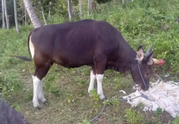 sapi kupang 250kiloan siap potong sedekahan nazar hajatan jamin manteb