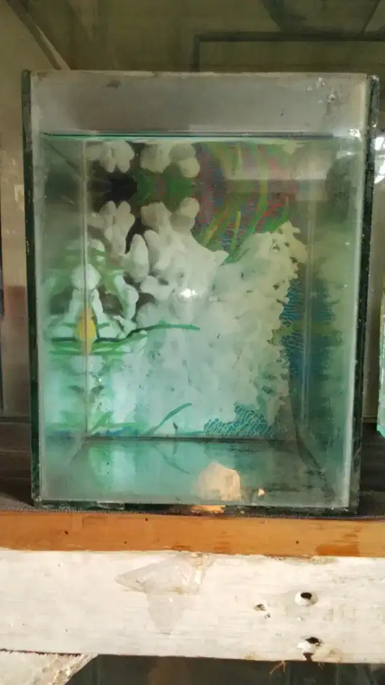 Aquarium ukuran 30x30x30 cm
