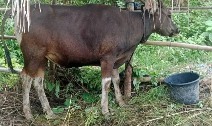 sapi kupang 250kiloan siap potongan nazar sedekahan syukuran jamin top