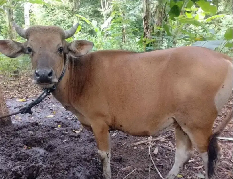 sapi kupang 250kiloan siap potongan nazar sedekahan syukuran jamin top