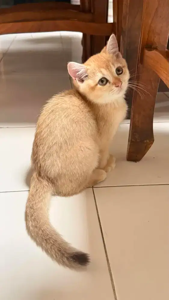 ANAK KUCING KITTEN BSH BRITISH SHORTHAIR GOLDEN NY12