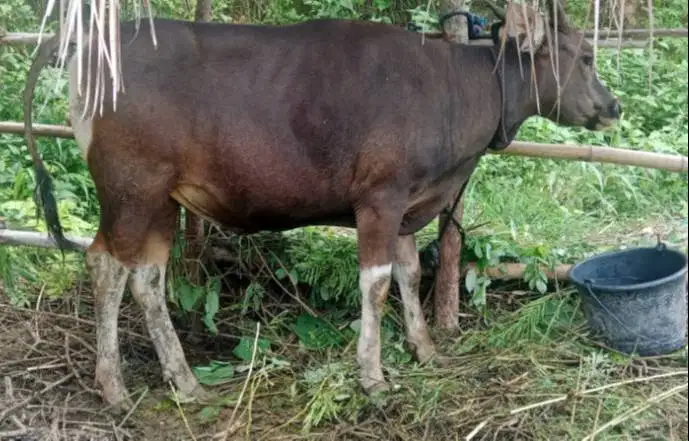 sapi potong 250kiloan ras kupang jantan siap hajatan nazar sedekahan