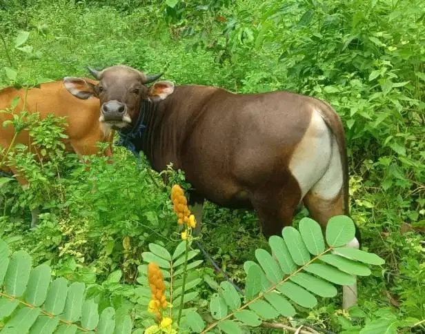 sapi potong 250kiloan ras kupang jantan siap hajatan nazar sedekahan
