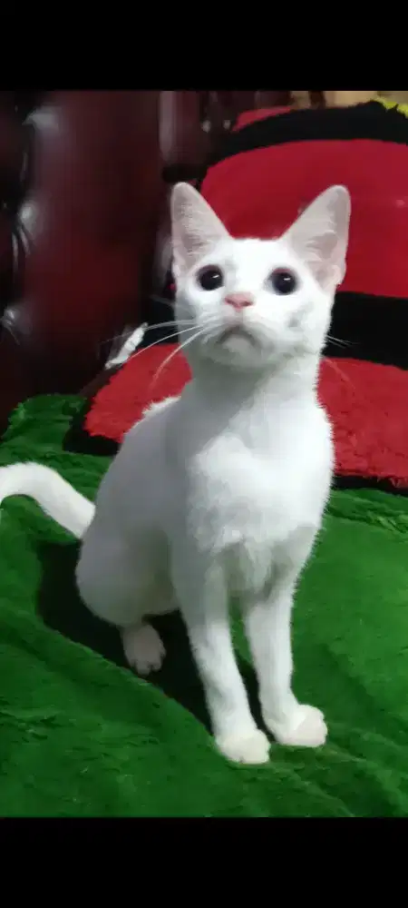 Kucing Persia Munchkin Ns Putih
