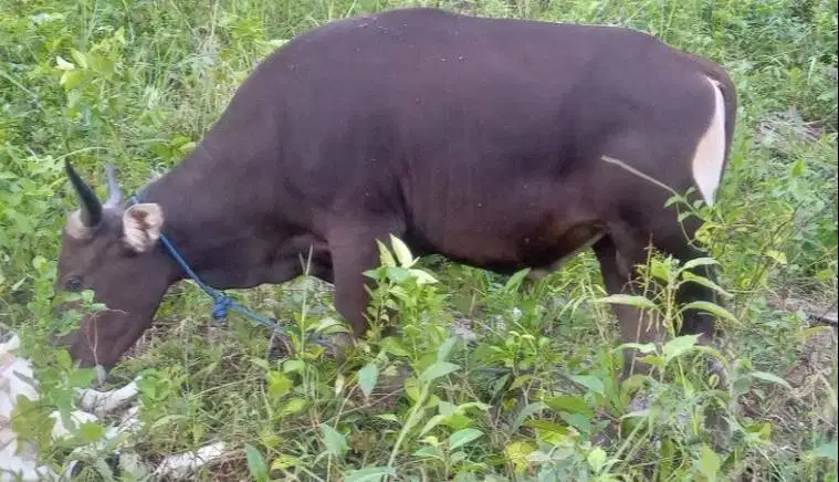 sapi potong 250kiloan ras kupang siap nazar hajatan syukuran jamin top