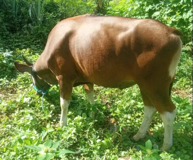 sapi potong 250kiloan ras kupang siap nazar hajatan syukuran jamin top