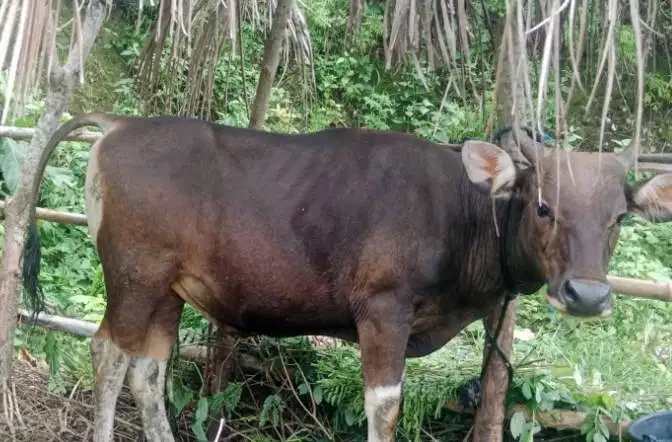 sapi potong 250kiloan ras kupang siap nazar hajatan syukuran jamin top