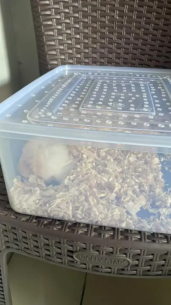Hamster lucu plus kandangnya-Gratis