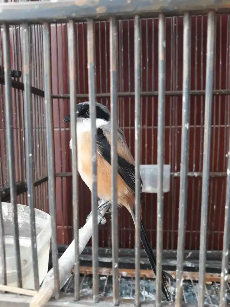 Toed atau cendet mulus bunyi