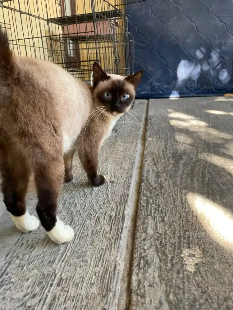Siamese Pure indukan