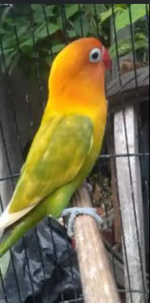Burung Lovebird