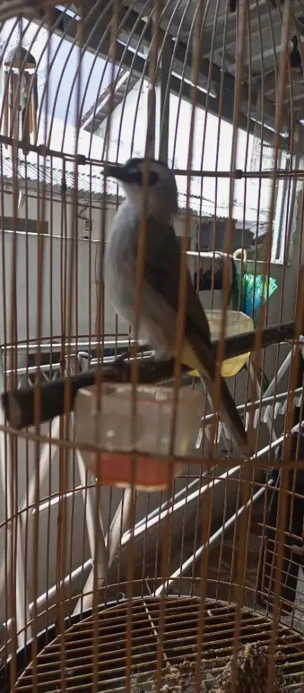 Jualburung gacor abis udah ngarusak