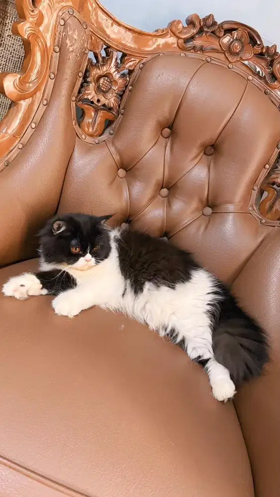 Kucing Persia Betina