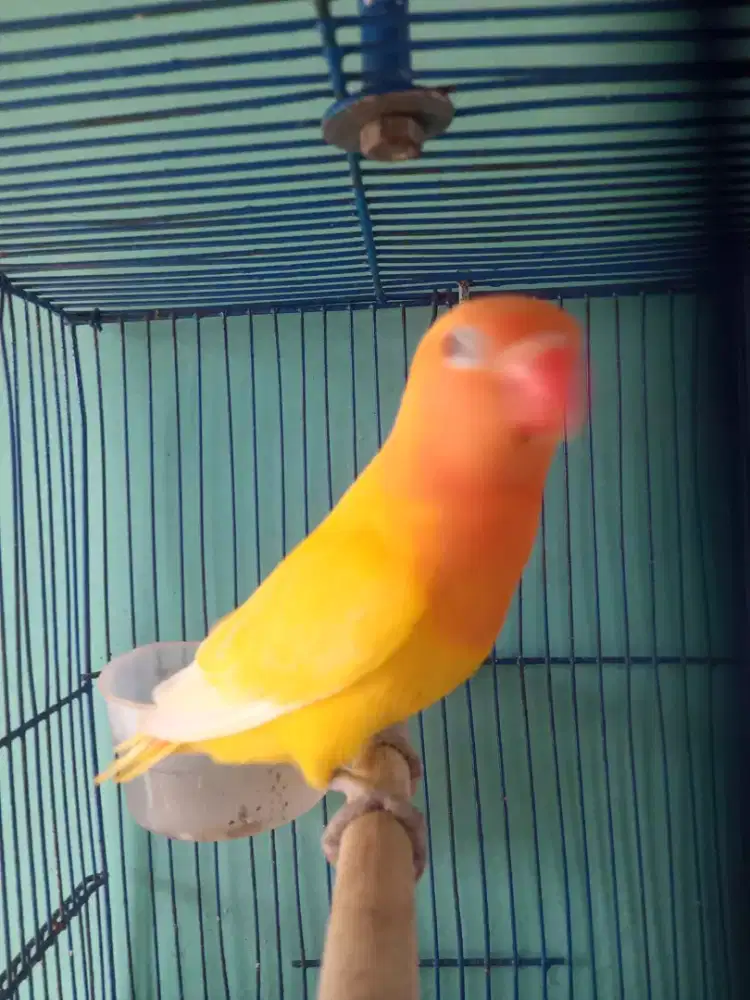 Seekor love bird cantik