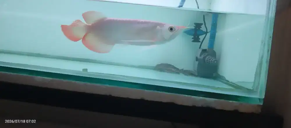 Arwana Super Red 30cm