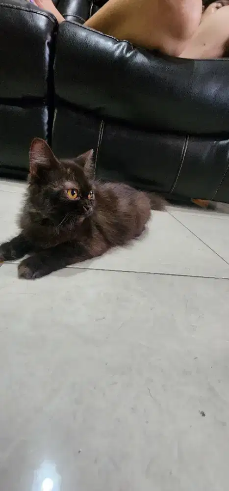 Kucing Persia Himalaya (mixed)