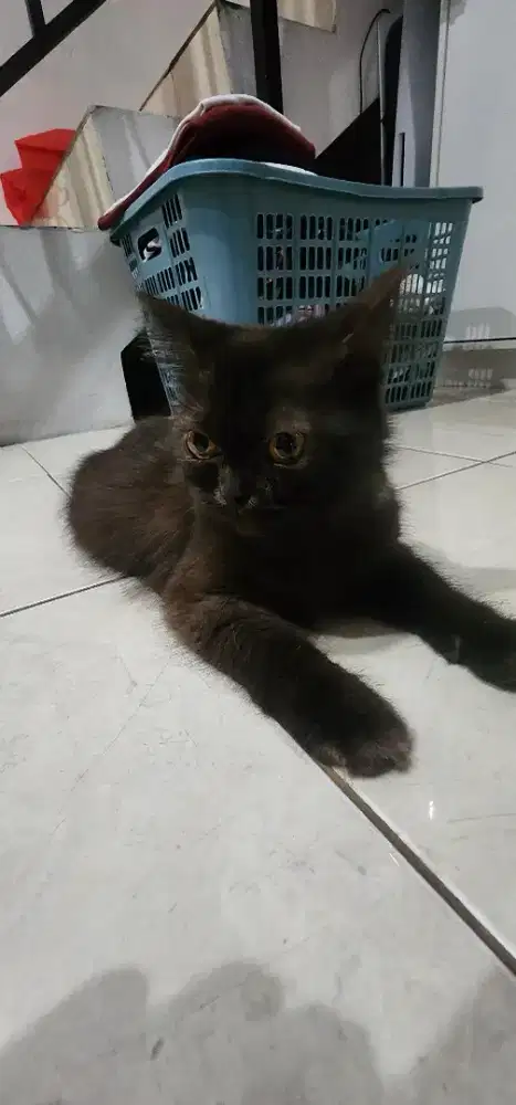 Kucing Persia Himalaya (mixed)