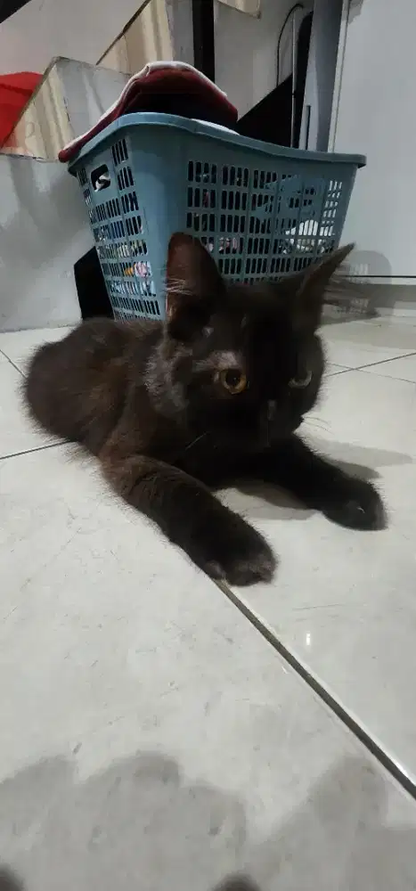 Kucing Persia Himalaya (mixed)