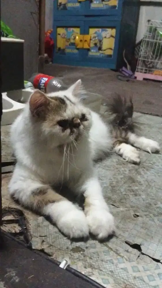 Kucing peaknose jantan