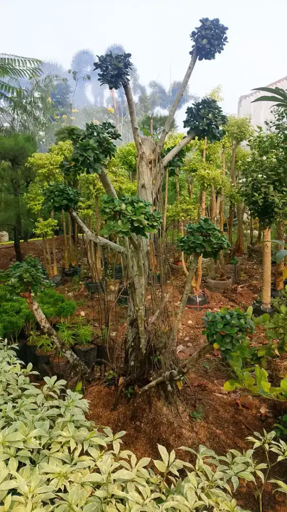 Menerima pembuatan  taman dll.