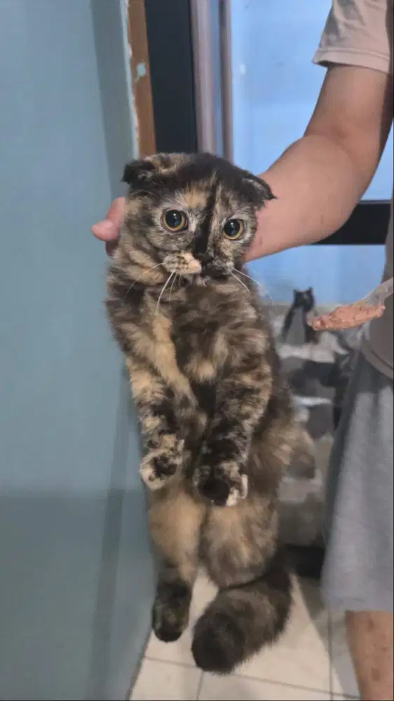 KITTEN KUCING SCOTTISH FOLD TORTIE 5BULAN MURAH
